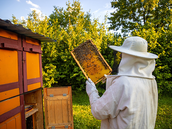 vaksana-beekeeping-Workshop