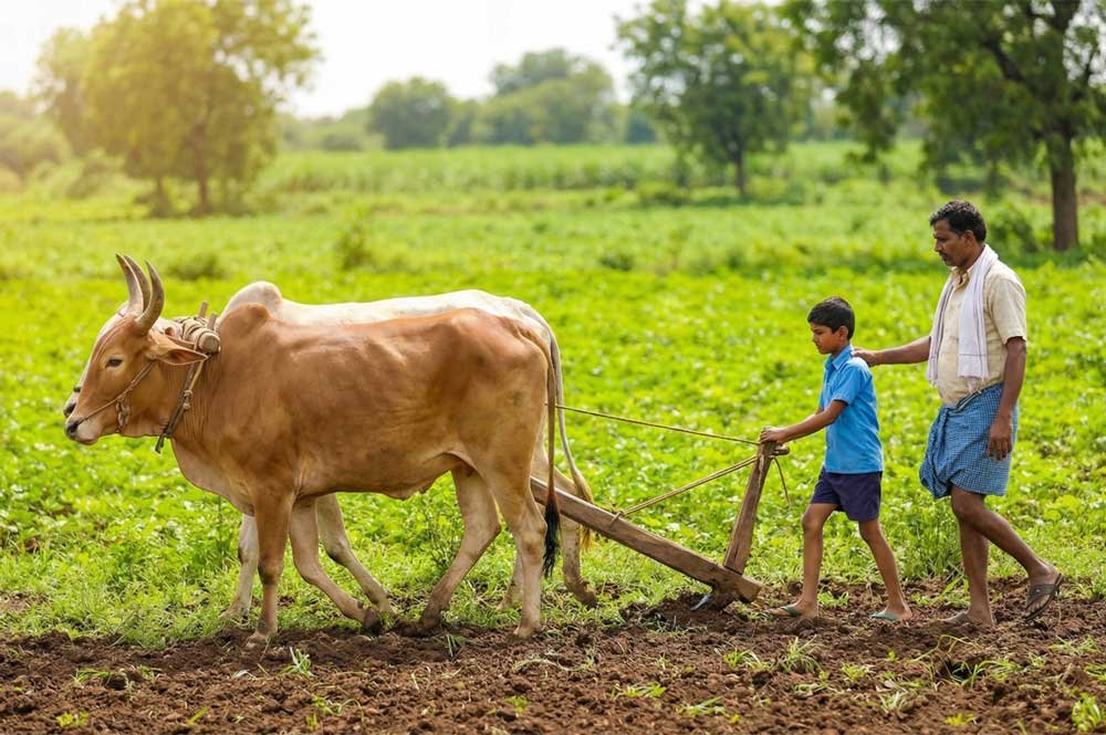 vaksana-Ploughing-field-with-supervision-of-an-adult-(1)